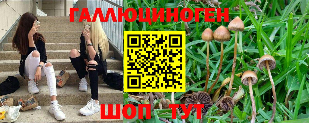 Псилоцибиновые грибы Psilocybine cubensis  Вход с VPN  Кизляр 